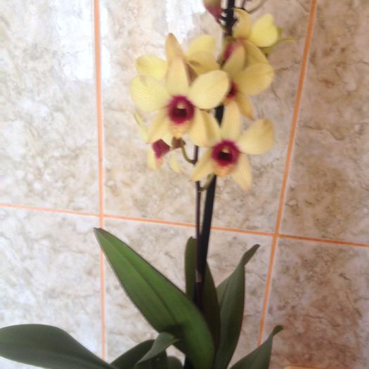 Dendrobium phalaenopsis Banana