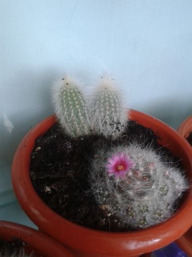 20160301_144322 - Cactusi