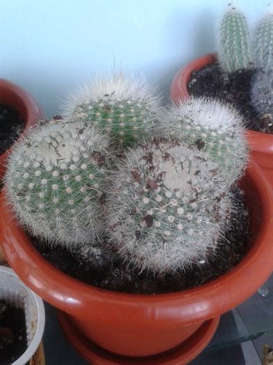 20160301_144327 - Cactusi