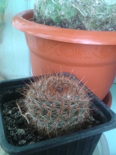 20160301_144339 - Cactusi