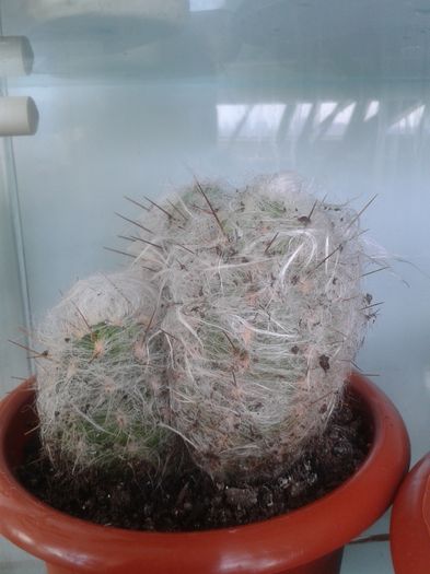 20160301_144344 - Cactusi