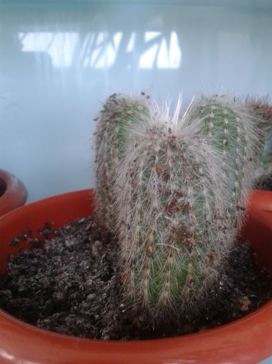 20160301_144350 - Cactusi