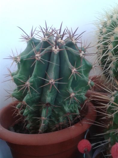 20160301_144449 - Cactusi