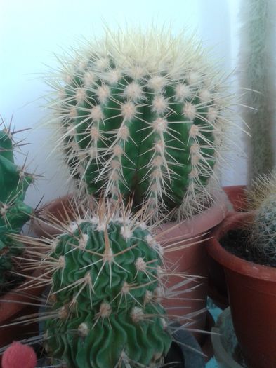 20160301_144454 - Cactusi