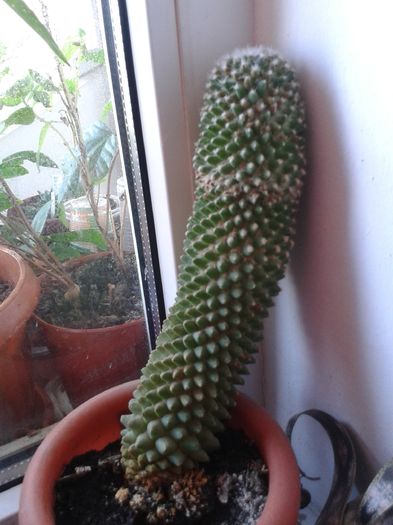 20160301_145738 - Cactusi