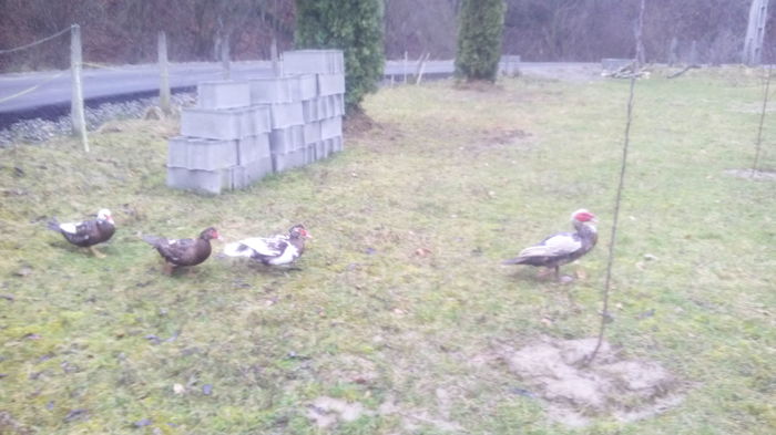 sa terminat scaldatu