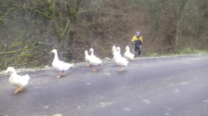 nu ne mai lasa la scaldat