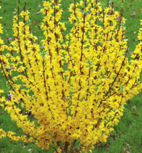 Forsythia