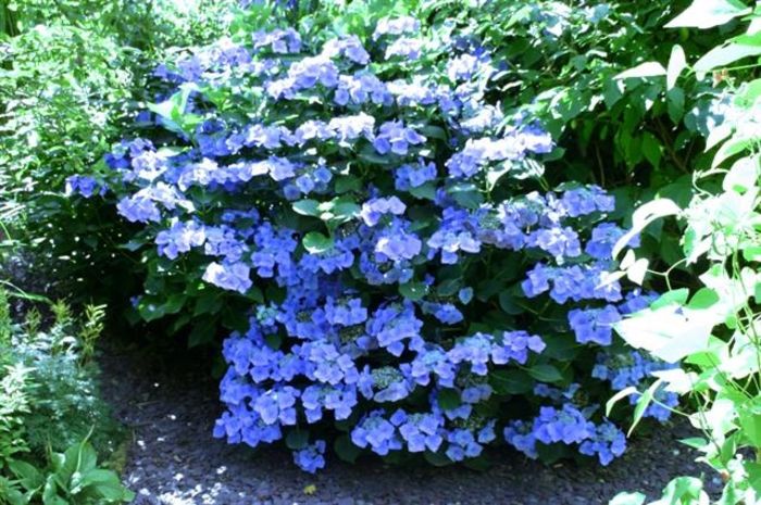 Hydrangea-macrophylla-Blue-Wa-2