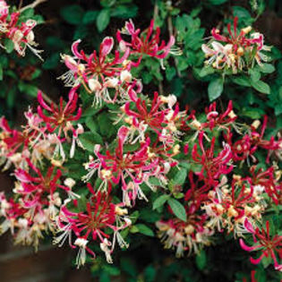 lonicera belgica