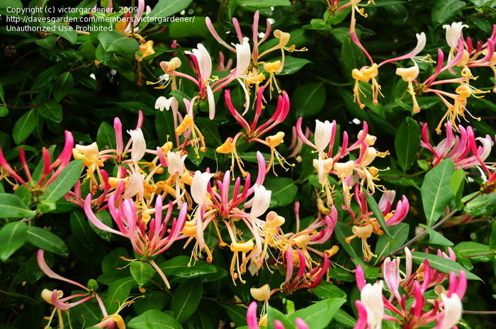 lonicera serotina