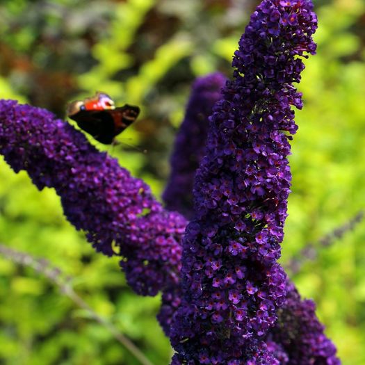 PSH-BUDDleja davidii black knight