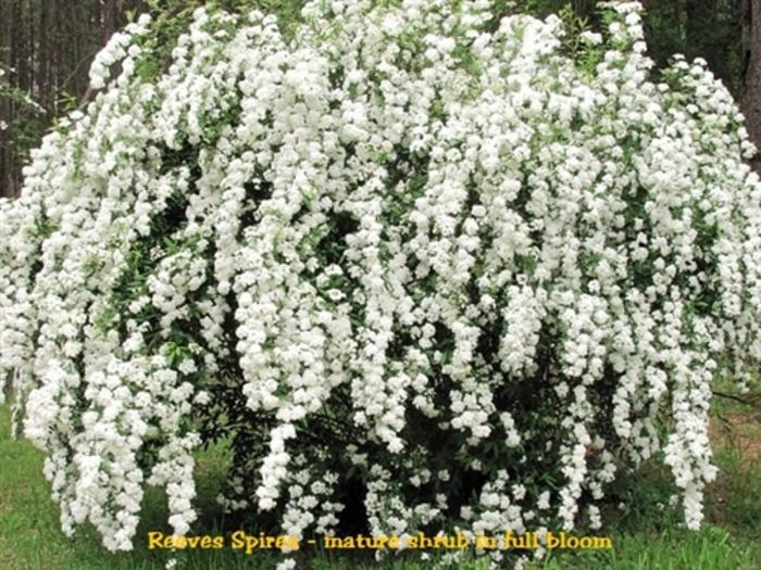 spirea