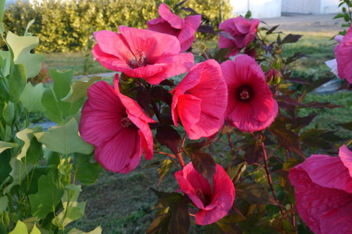 hibiscus_griotte_ - HIBISCUS DE GRADINA-achizitii