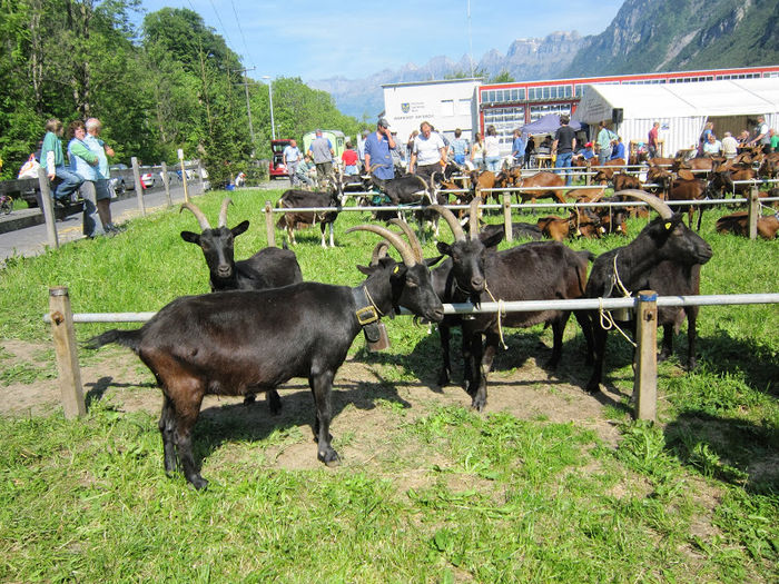Capre Nera-Verzasca-8ed
