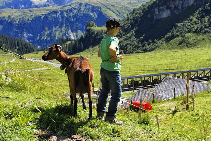 Copilul cu Alpina la soare-5 - Rase de oi si capre poze deosebite 10