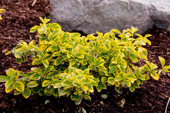 euonymus-emerald-gold-