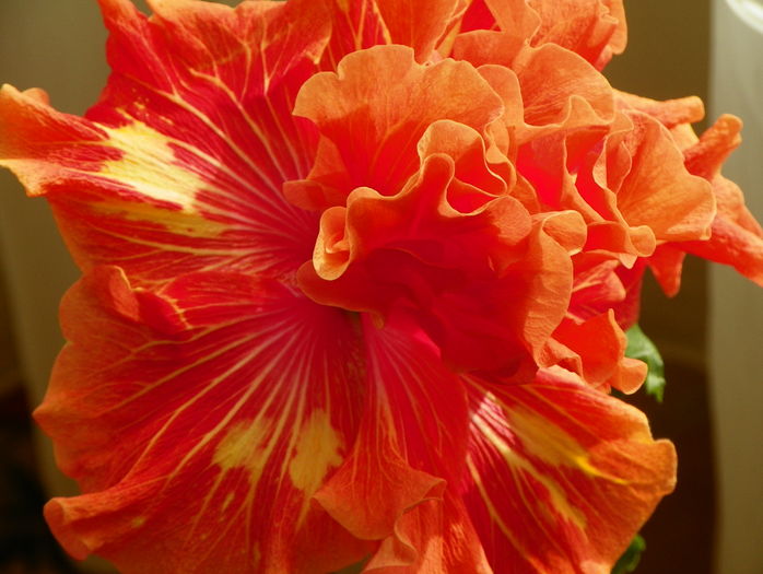 Tahitian Baby Bonfire - Hibiscusi