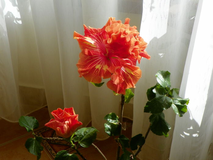 Tahitian Baby Bonfire - Hibiscusi