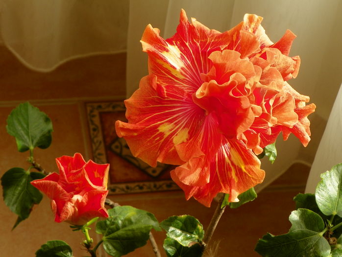 Tahitian Baby Bonfire - Hibiscusi