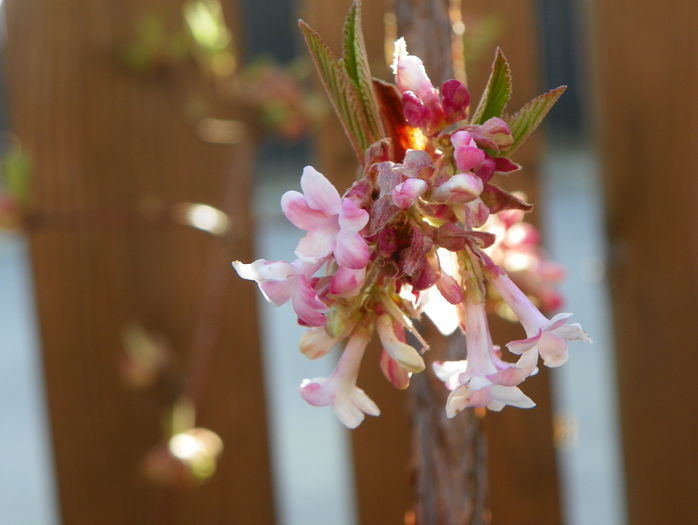 viburnum bodnantense Dawn