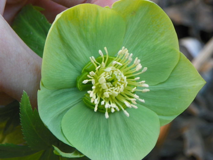 helleborus viridis