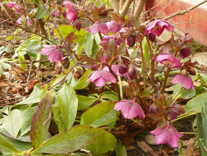 helleborus orientalis