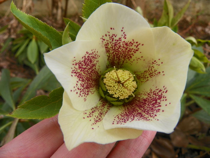 helleborus White Lady Spotted