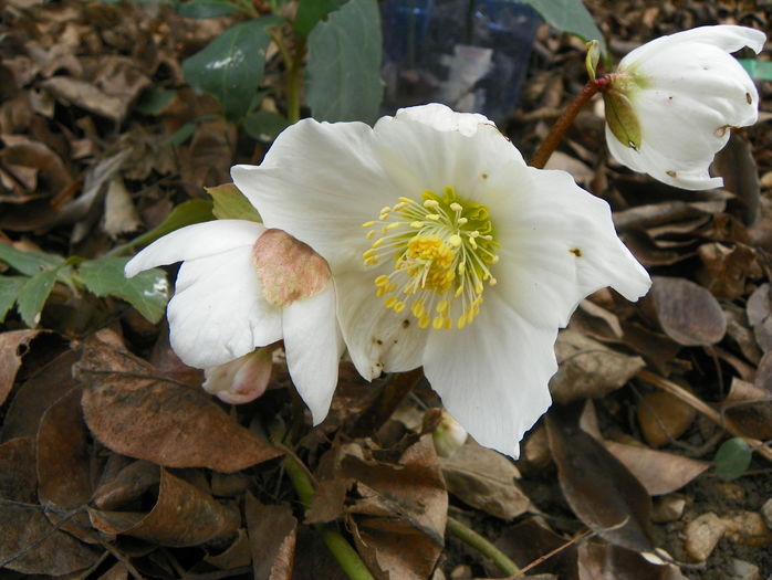 helleborus niger