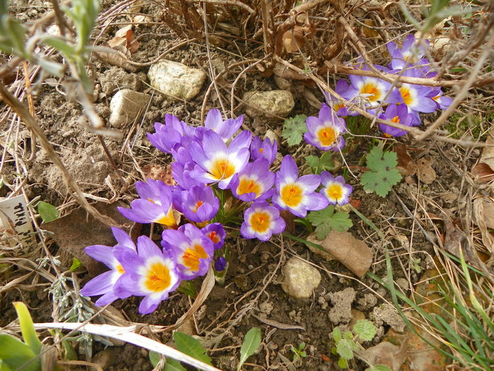 crocus Tricolor - Primavara 2016