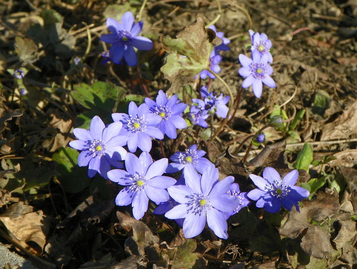 hepatica transsilvanica - Primavara 2016