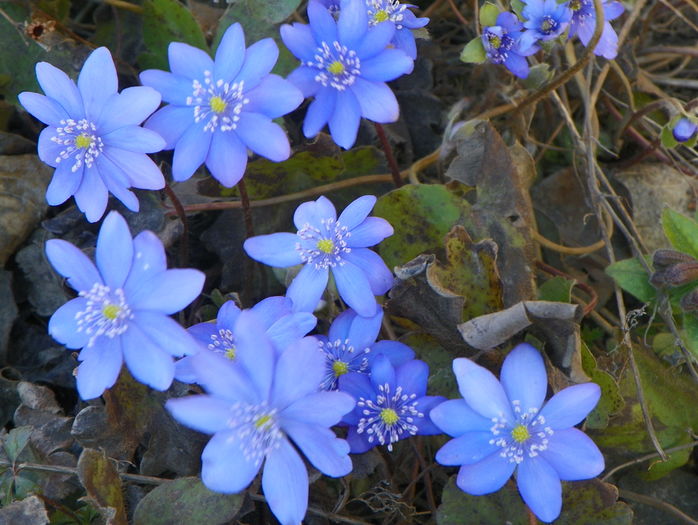 hepatica transsilvanica - Primavara 2016