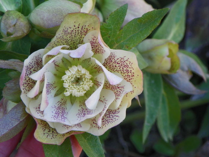 helleborus Double White Spotted - Primavara 2016