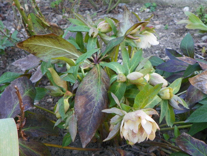 helleborus Double White Spotted