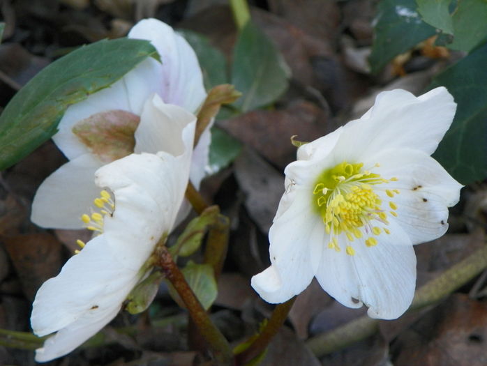 helleborus niger - Primavara 2016