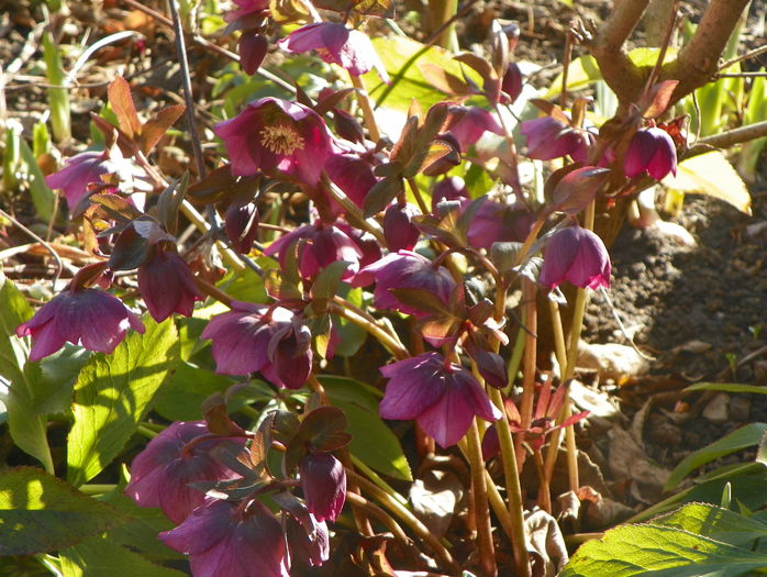 helleborus orientalis