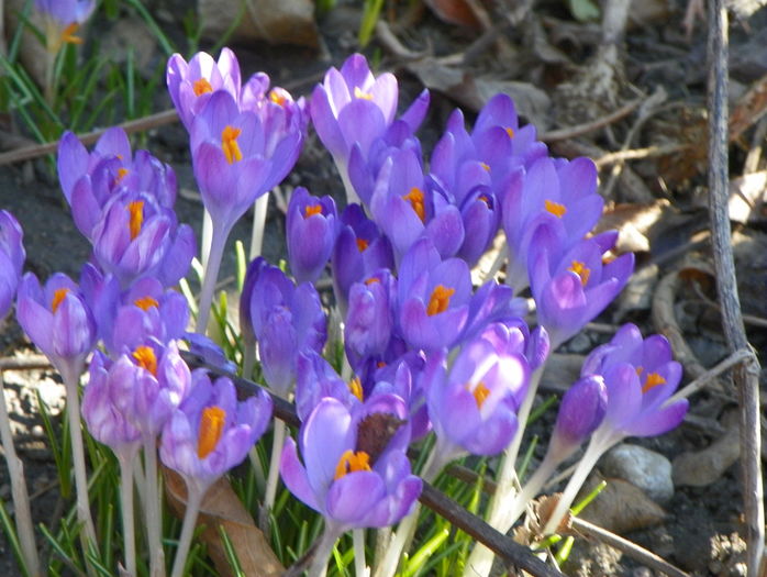 1 mart (26) - Primavara 2016