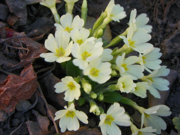 primula vulgaris - Primavara 2016