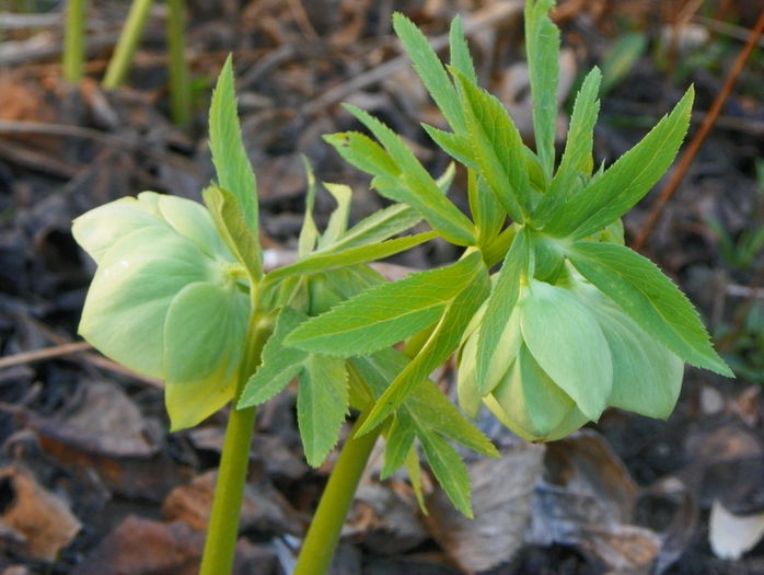 helleborus viridis - Primavara 2016