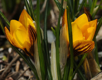 Crocus chrysanthus Fuscotinctus - BULBI DE FLORI-achizitii