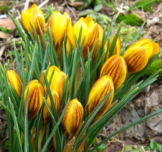 crocus-chrysanthus-Dorothy-1-mars-09