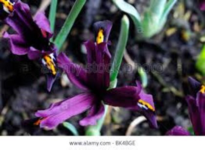 iris reticulata js dijit - BULBI DE FLORI-achizitii