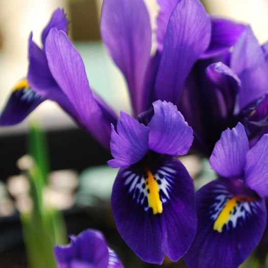 iris reticulata pixie - BULBI DE FLORI-achizitii