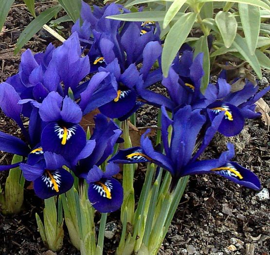 Iris-Reticulata harmony - BULBI DE FLORI-achizitii