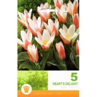 tulipa-botanical-heart-s-delight - BULBI DE FLORI-achizitii