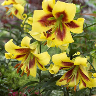 lilium robert swanson - BULBI DE FLORI-achizitii