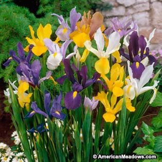 iris holandica mix