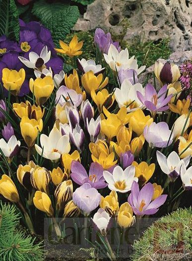 crocus-chrysanthus-mix