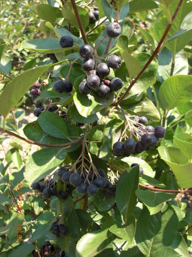 aronia valul 2 de cules