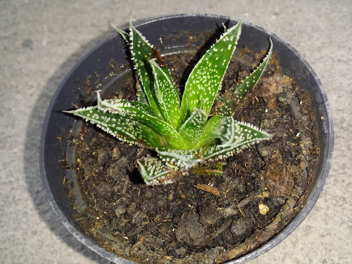 Trimis la - Melinda Maria Bodescu; Aloe aristata haw

